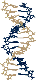 BlueGold double helix